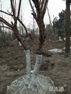 高度150厘米蜡梅