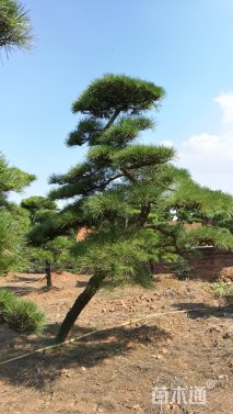 15公分造型黑松