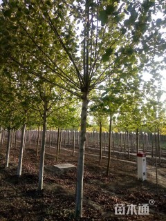 12公分速生法桐