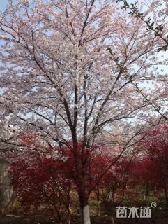 30公分染井吉野樱