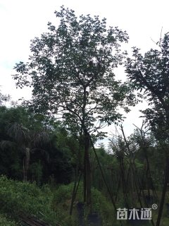 15公分黄花风铃木