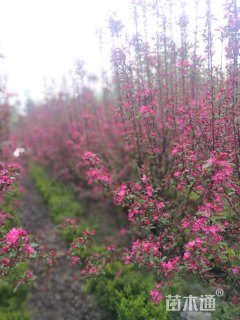 10公分北美海棠