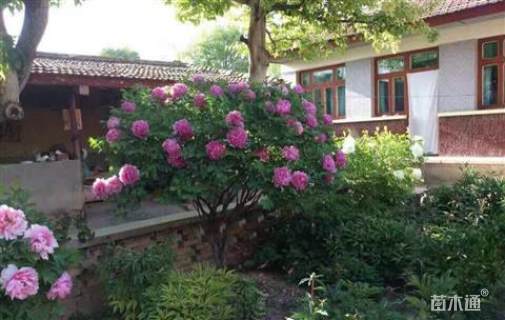 高度1800厘米牡丹