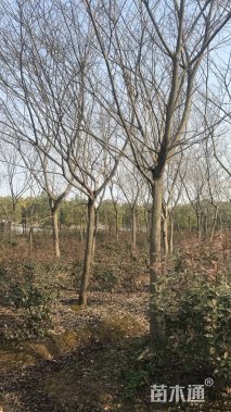 15公分朴树