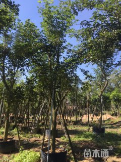 12公分黄花风铃木