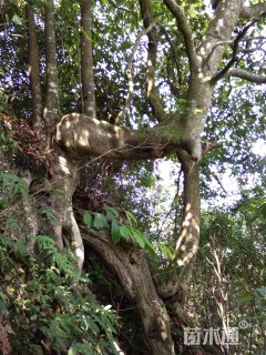 42公分红果冬青