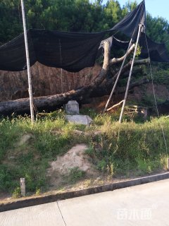 140公分细柄阿丁枫