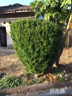 高度120厘米雀舌黄杨