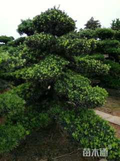 20公分造型罗汉松