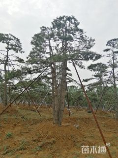 28公分造型油松