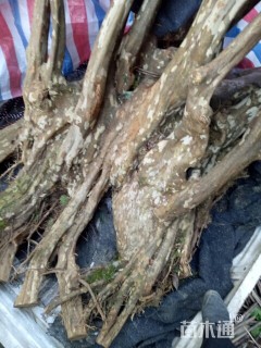 高度300厘米马灵光