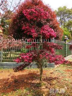 200厘米造型红花继木桩