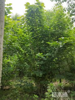 10公分丛生蜡梅