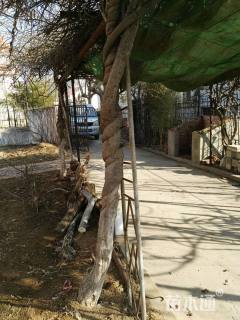 主蔓长400厘米紫藤