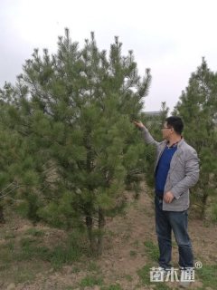 高度250厘米白皮松