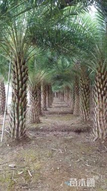 裸干高400厘米银海枣