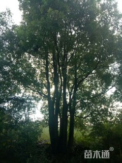 100公分丛生香樟