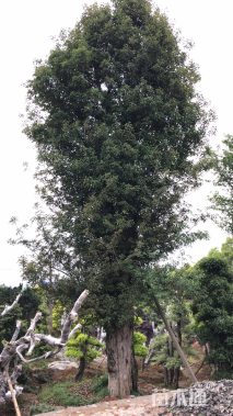 80公分椤木石楠