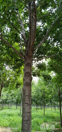 18公分速生白蜡