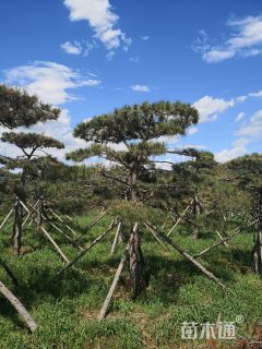 14公分造型油松