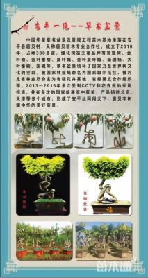 10公分造型榆树