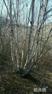 高度1200厘米丛生白桦