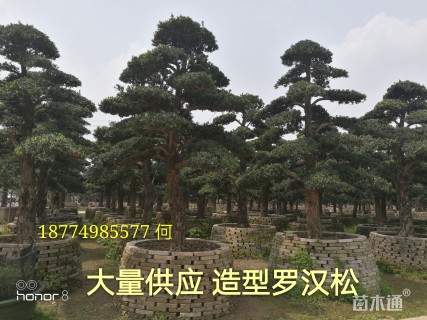 19公分造型罗汉松