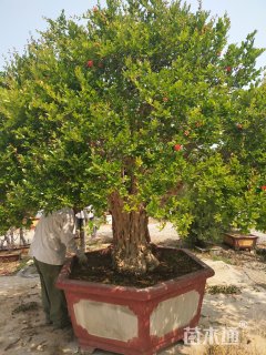 高度400厘米石榴
