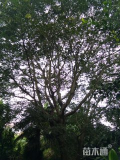 40公分朴树