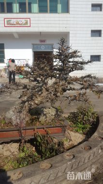 25公分造型榆树