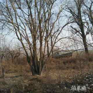 高度600厘米丛生国槐