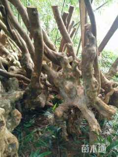 100公分造型紫薇