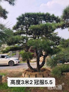 20公分造型油松