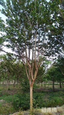 高度2000厘米速生紫薇