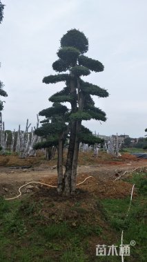 450厘米造型小叶女贞