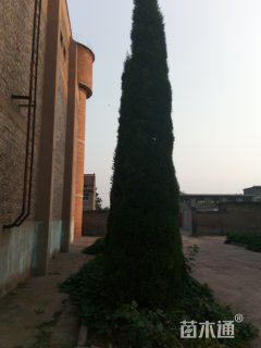 高度500厘米塔柏