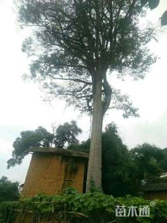 150公分朴树