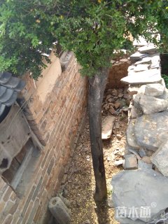 高度650厘米小叶黄杨