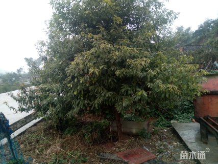 10公分金丝楠木