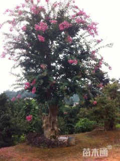 58公分造型紫薇