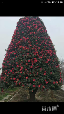 高度400厘米日本茶梅