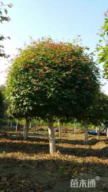 高度80厘米五角枫球