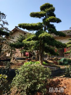 18公分造型罗汉松