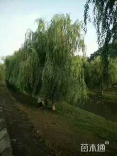 25公分垂柳