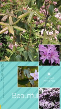 高度170厘米鹿角杜鹃