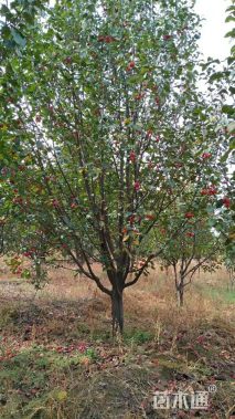 15公分八棱海棠