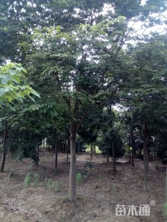 20公分榉树