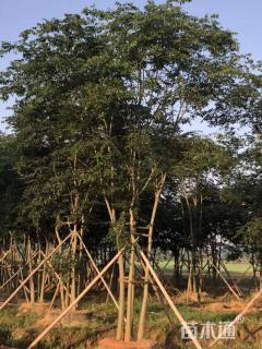 50公分丛生朴树