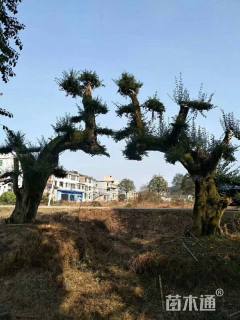 60公分造型小叶女贞