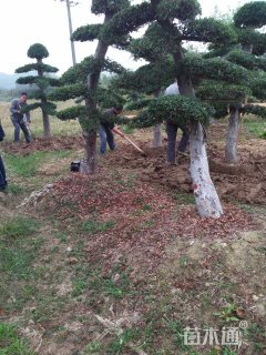 20公分造型榆树